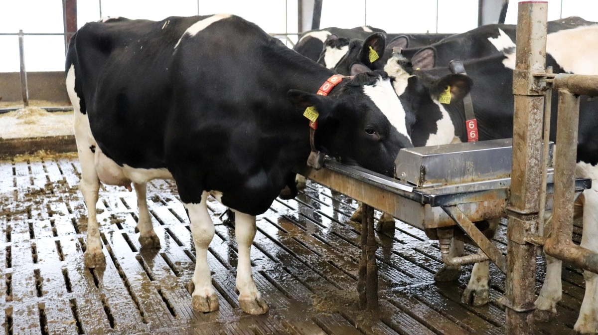 For at sikre korrekt vurdering af kvægs adgang til vand er der foretaget en præcisering af reglerne for opmåling af drikkekar i kvægstalde. Arkivfoto