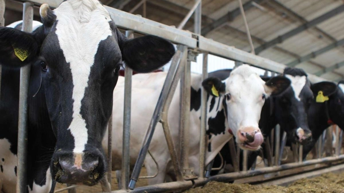 Et roebaseret foder, med dansk planteprotein, kan være et alternativ til Bovaer. Arkivfoto