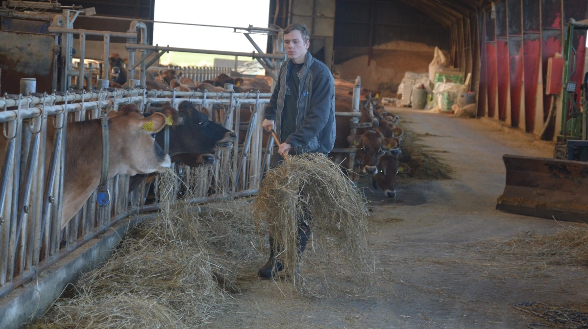 EU-eksperter udelukker ikke, at Bovaer kan være en arbejdsmiljørisiko. Billedet er ikke relateret til ekspertudtalelserne. Arkivfoto: Camilla Bønløkke