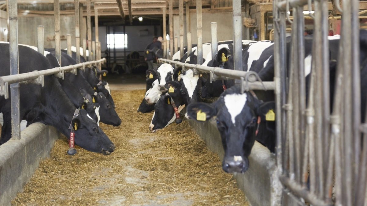 Et webinar torsdag havde fokus på den aktuelle Bovaer-situation. Arkivfoto: Tenna Bang