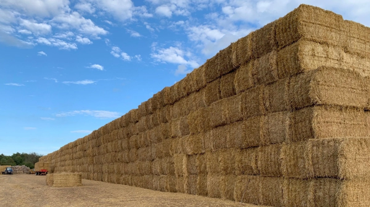 Halmselskabet Danmark vender underskud til 1,5 millioner kroner i overskud og styrkes af ISCC-certificering trods ustabilt halmmarked. Arkivfoto: Jesper Hallgren