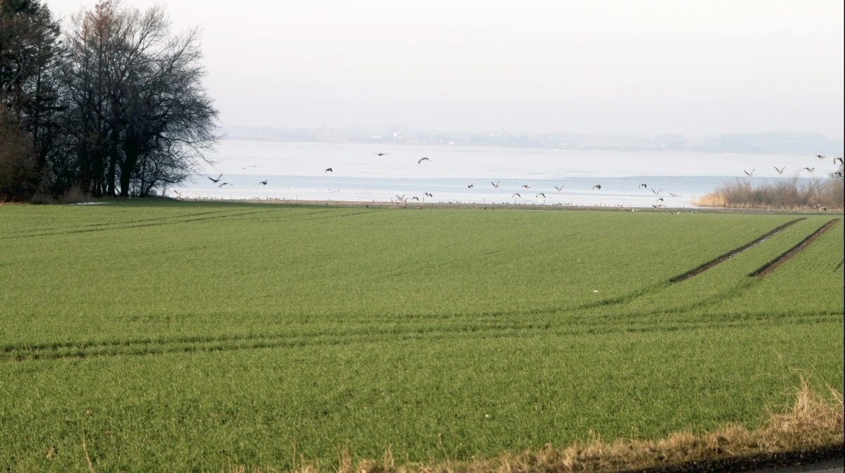 - At vi og de øvrige kronikører angiveligt kommer håbløst sent ind i debatten, og at vi bør rette kritikken mod politikerne, har vi svært ved at genkende, når vi kigger tilbage på det sidste års tid, skriver Niels Hauge Mikkelsen. Arkivfoto