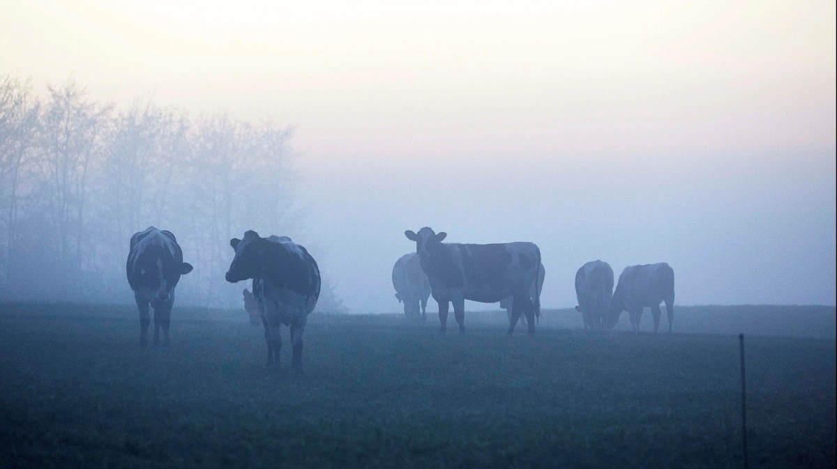 Renracede kvier kan fra nytår udløse tillæg i Danish Crown-koncept, hvis marmoreringen er høj nok. Arkivfoto