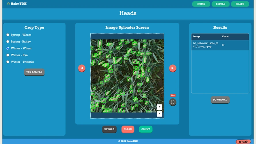 Ved at uploade et billede af hvede, byg, rug eller triticale tæller systemet automatisk antallet af aks i billedet. Foto: Seges Innovation