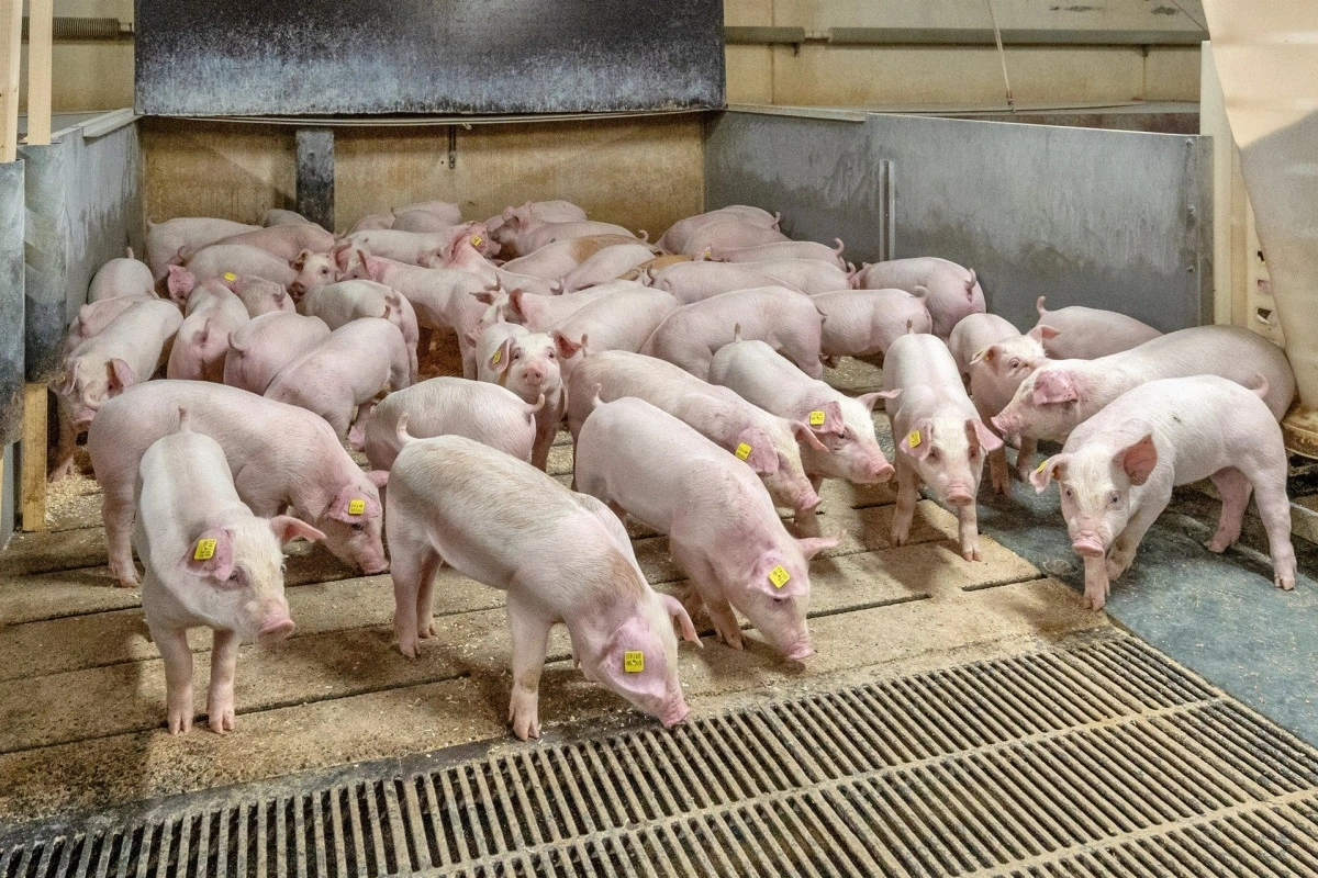 Gammelbygaard ApS og Gammel Lyngklip ApS driver blandt andet griseproduktion med 1.800 søer med produktionstal i top-5 i Danmark.