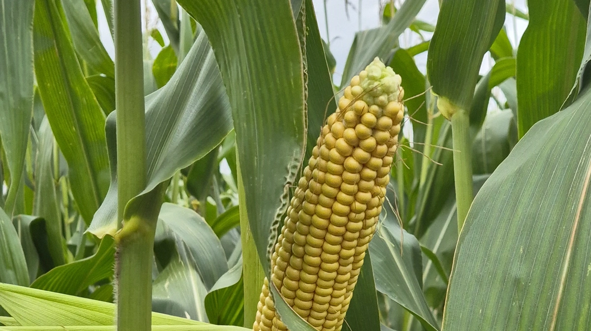 Arkivfoto: Tenna Bang