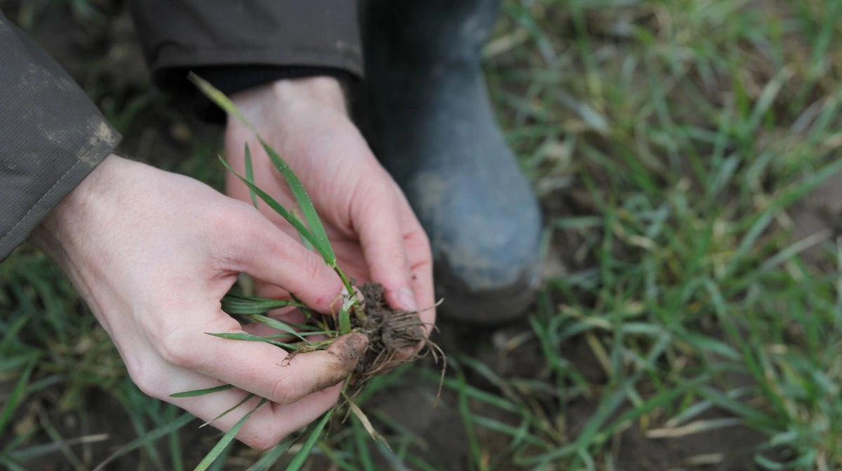 En EU-lov om jordovervågning har set dagens lys. Det handler ikke bare om målinger og indikatorer men om en fælles fremtid med sundere jord. Arkivfoto: Henriette Lemvig