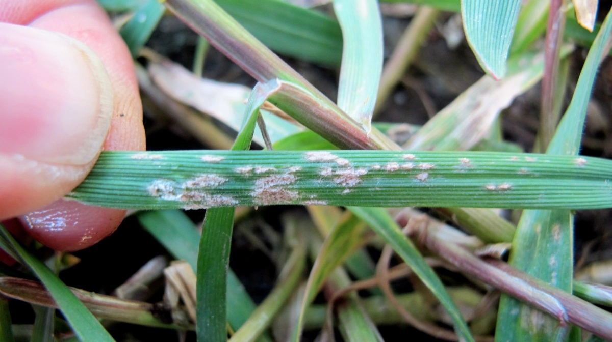Meldug kunne eventuelt være muligt at undgå, hvis afgrøden blev sprøjtet med et naturligt middel, som sætter gang i kornplantens naturlige selvforsvar. Her ses tidlig meldug i vinterbyg i marts måned. Arkivfoto