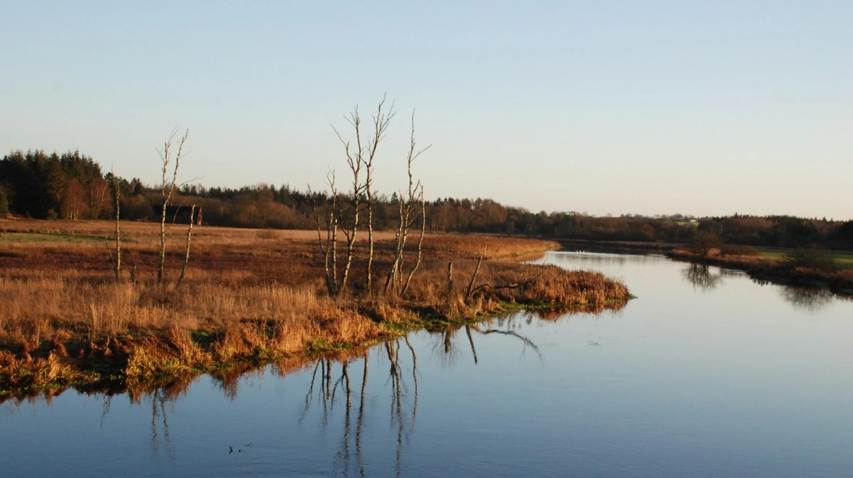 Ifølge Bæredygtigt Landbrug er regulativet for Gudenåen mangelfuldt og savner et tilstrækkeligt fagligt grundlag. Arkivfoto