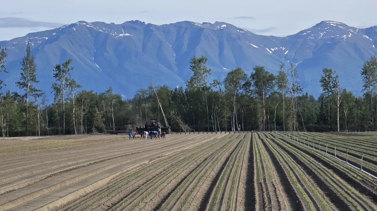I den korte vækstsæson fra 1. maj til 1. september er der maksimal aktivitet i de mange specialafgrødemarker. 