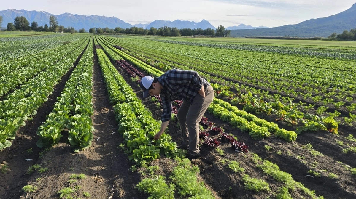 Flotte rækker af høstklar salat, viser Kenn Hoffmann.