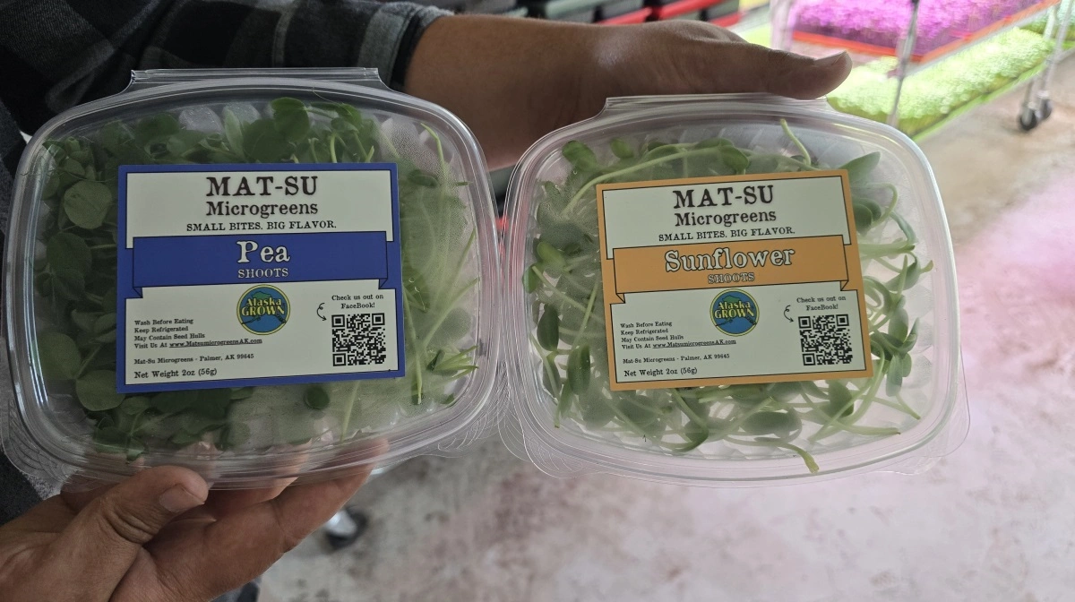 De færdige kimplanter pakkes efter få dages vækst og leveres direkte til supermarkeder og restauranter på bestilling.