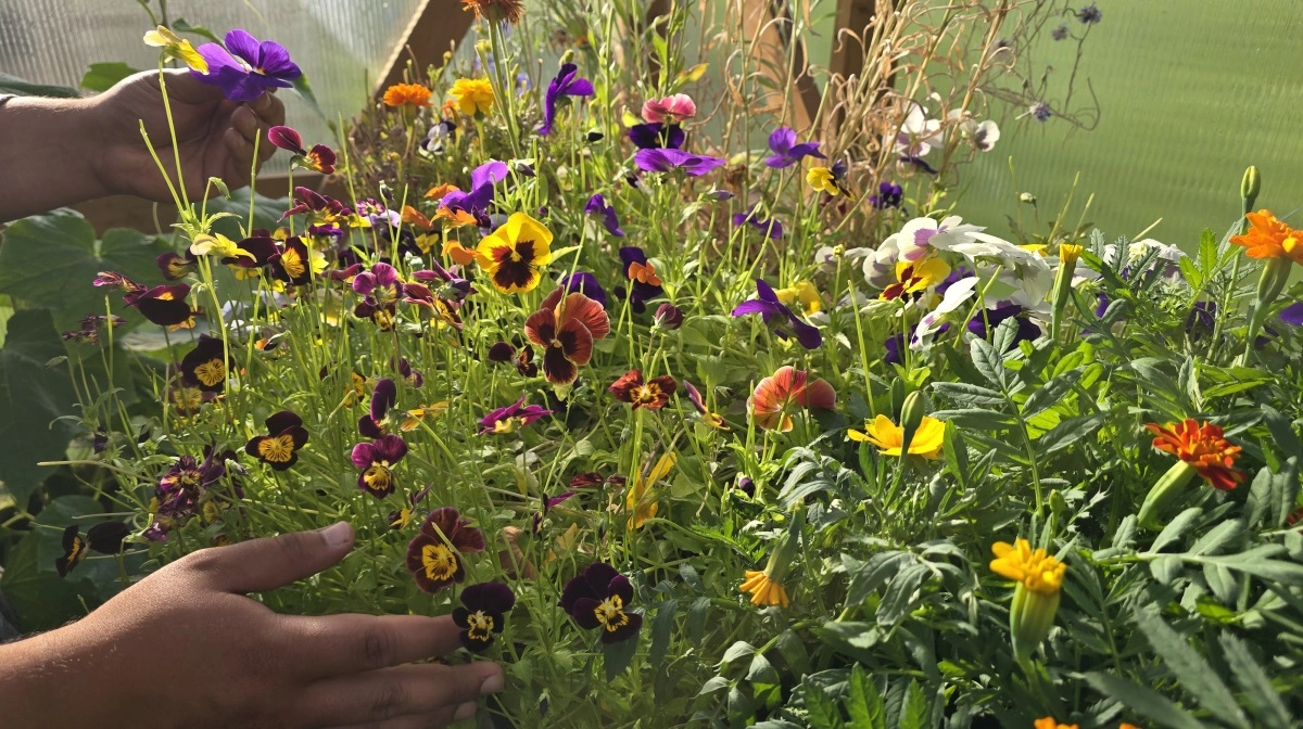 Blomster til madlavning og servering er der stigende efterspørgsel på.