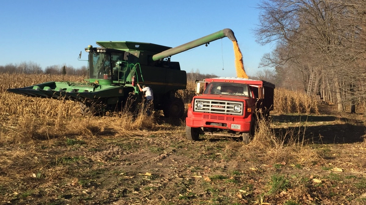 Landmænd i det amerikanske midtvesten står overfor et økonomisk pres med lave afgrødepriser, høje inputomkostninger og faldende eksport som følge af handelskrigen. Arkivfoto