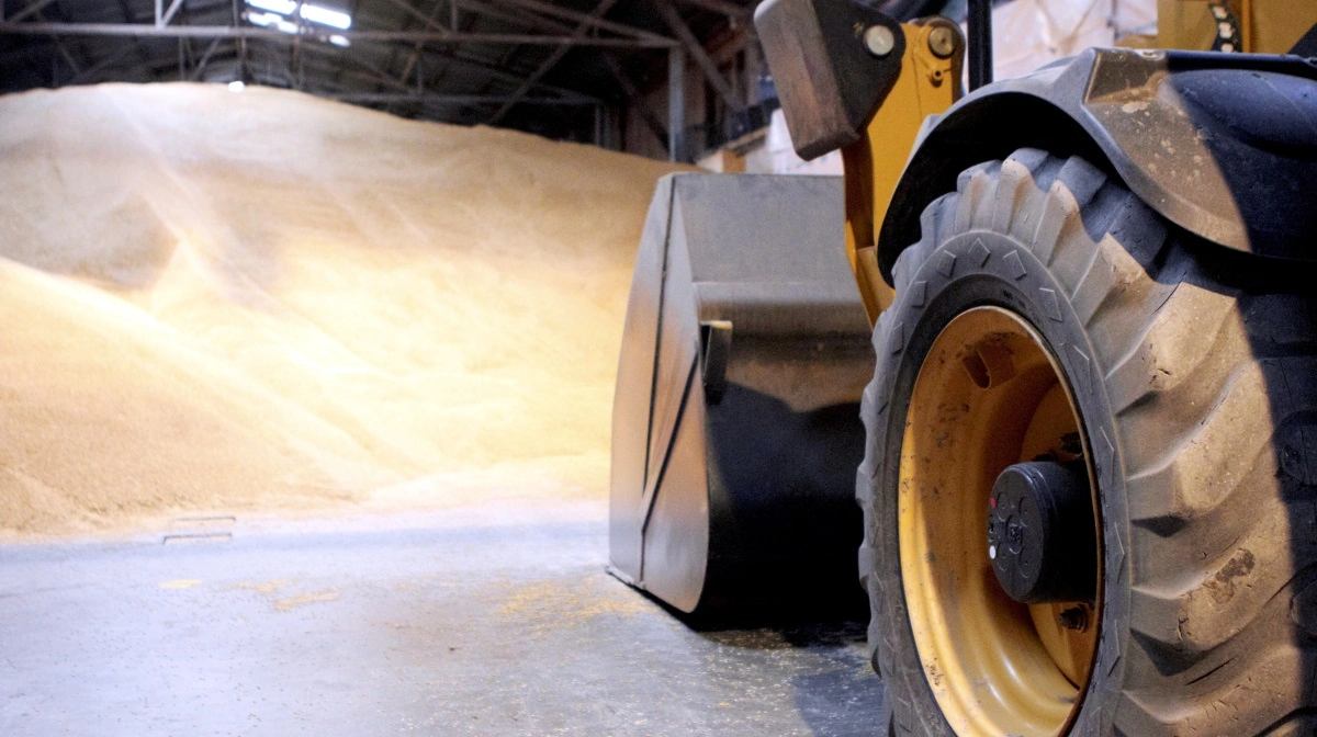 Overvej et delvist salg nu, særligt af rug, byg og havre, mens vilkårene stadig er fornuftige. Hvede kan eventuelt holdes lidt endnu, hvis økonomien tillader det, lyder rådet fra AgroMarkets. Arkivfoto: Morten Ipsen