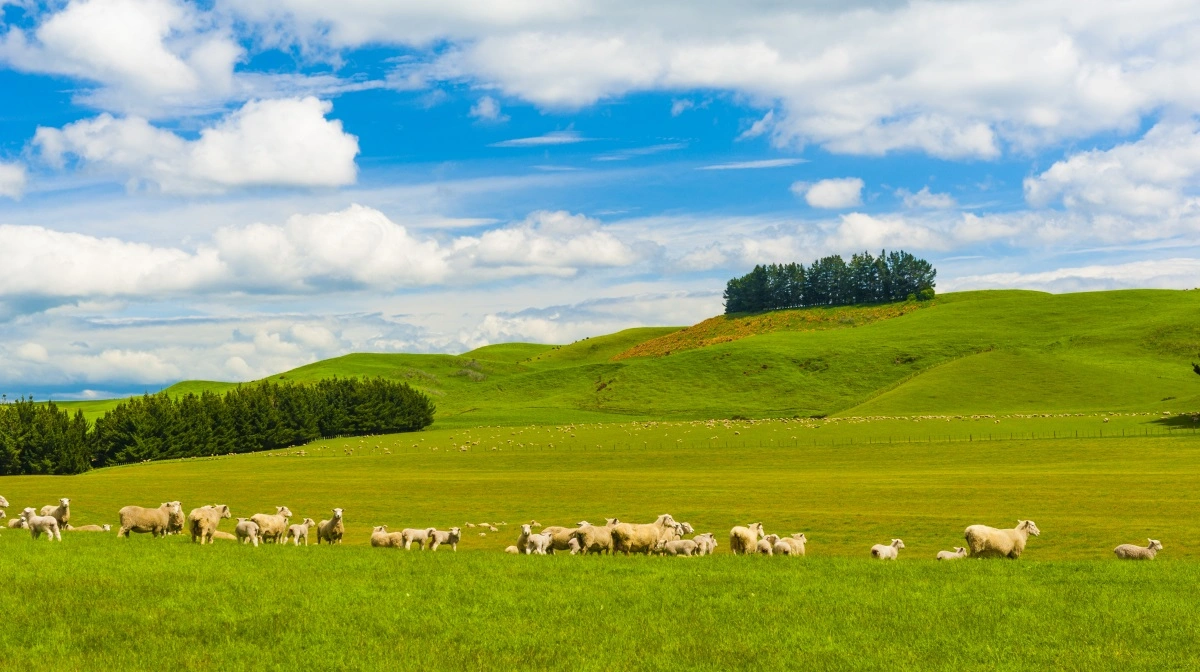 Det er sommer i disse uger i New Zealand og masser af græs for landets 25 millioner får. 