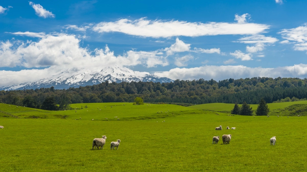 I flere områder falder fåreproduktionen, fordi lave uldpriser og alternativ anvendelse af jord – blandt andet skov til CO2-kreditter – giver bedre økonomi.