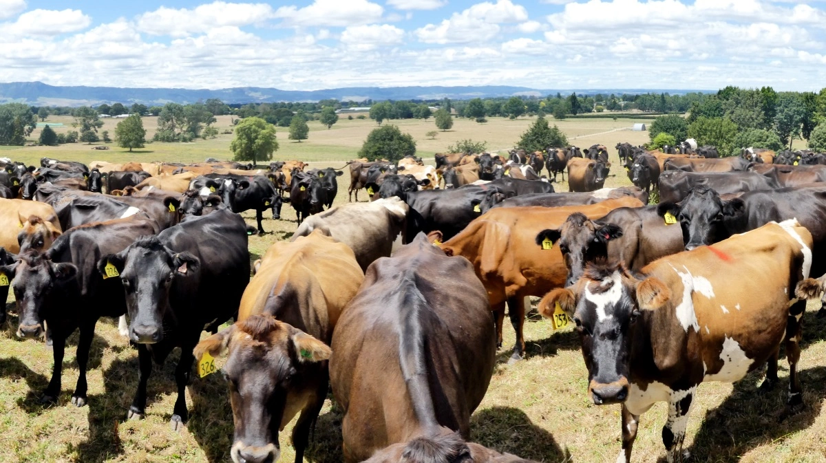 Klimakravene til den store husdyrproduktion er på det seneste blevet lettet for de newzealandske landmænd.