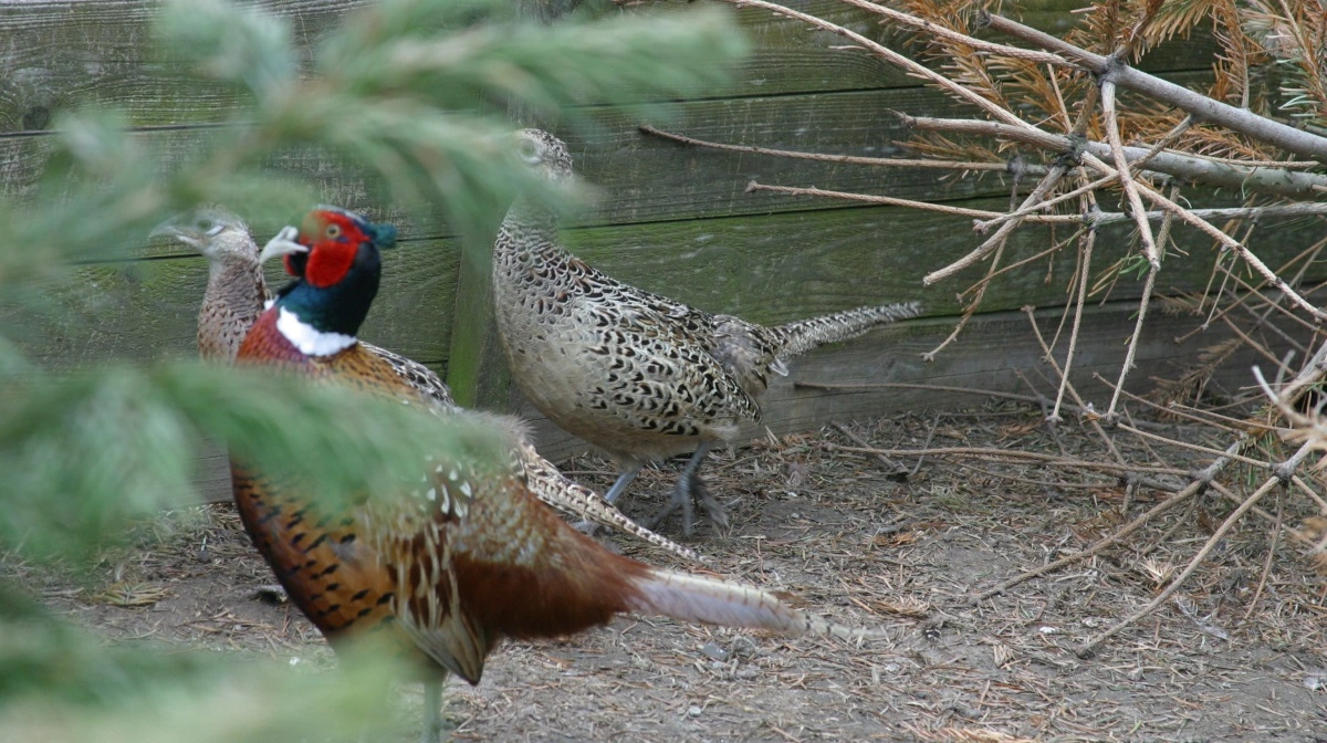 Det er 14. gang siden september, at der er konstateret fugleinfluenza i en besætning. Arkivfoto: Bøje Østerlund