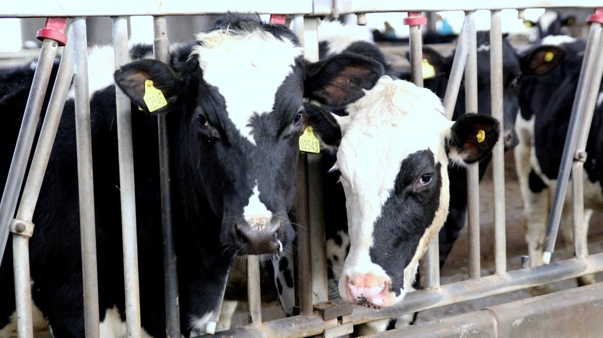 En dataanalyse viser, at Bovaer i kombination med et højt svovlindhold i foderrationen øger risikoen for, at mælkeproducenter har oplevet øget forekomst af fodrings- og stofskiftelidelser hos deres køer. Arkivfoto: Jesper Hallgren