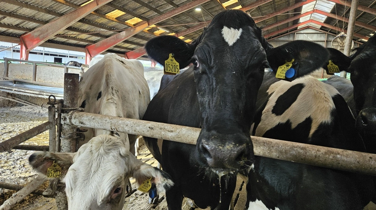 - Markedspriserne nedjusteres, da der er masser af mælk til rådighed, skriver virksomheden om reduktionen i mælkeprisen. Arkivfoto
