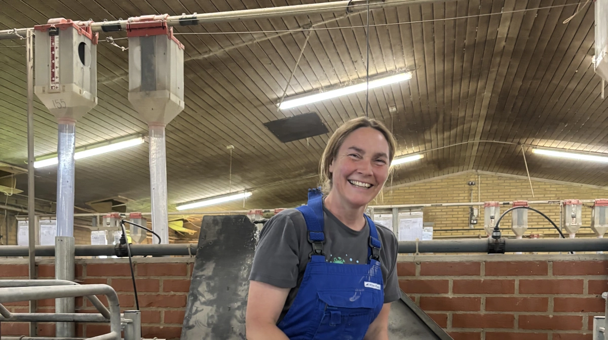 Grisene i farestalden hos Dalhus lever op til Mette Hjorts egne krav om såkaldte »marcipangrise« – ensartede, livskraftige og med et godt udgangspunkt fra start. Fotos: DanBred