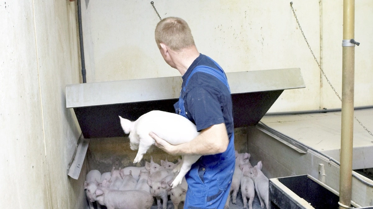 Efter et markant prisfald på svinekød nærmer noteringerne sig et teknisk støtteområde, vurderer analytikeren Palle Jakobsen på Agrocom.dk. Arkivfoto