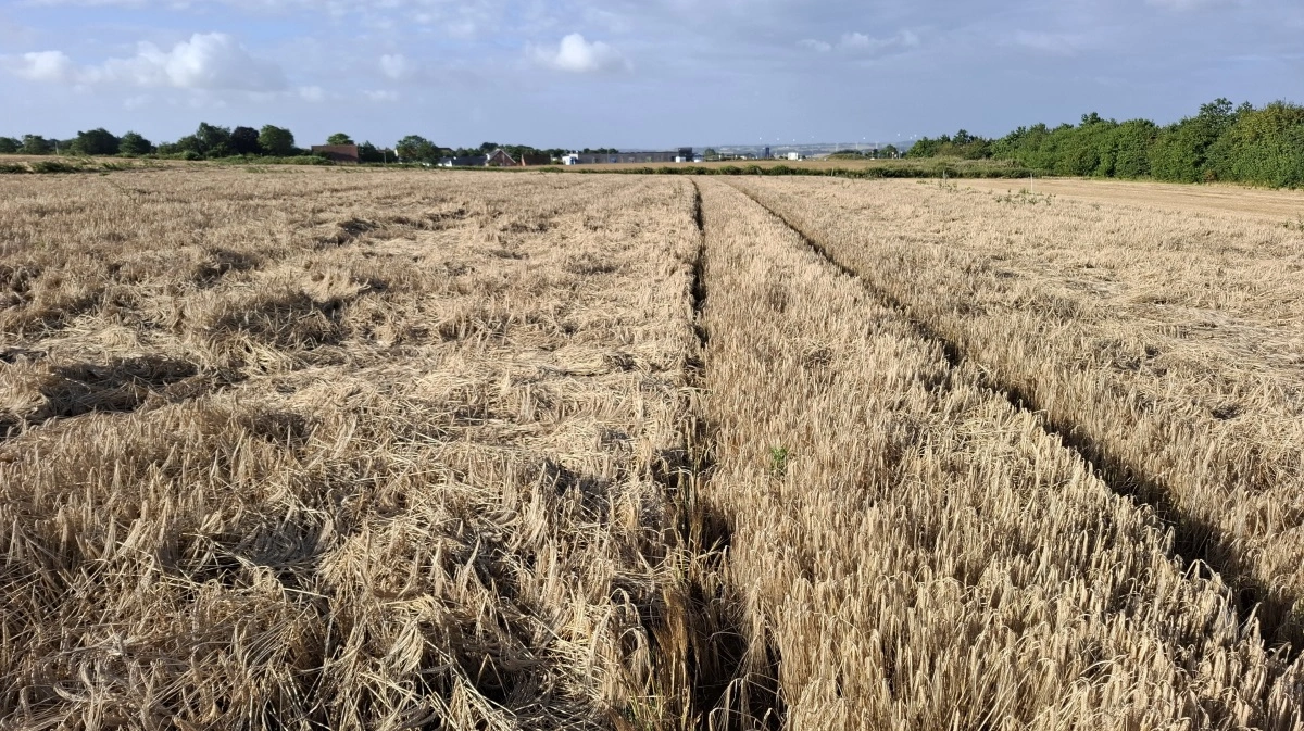 Det er vanskelligt at høste med øjnene, men det lykkedes alligevel planteavlsrådgiver Niels Holmgaard at vurdere rigtigt i hvedemarken ved Holstebro.