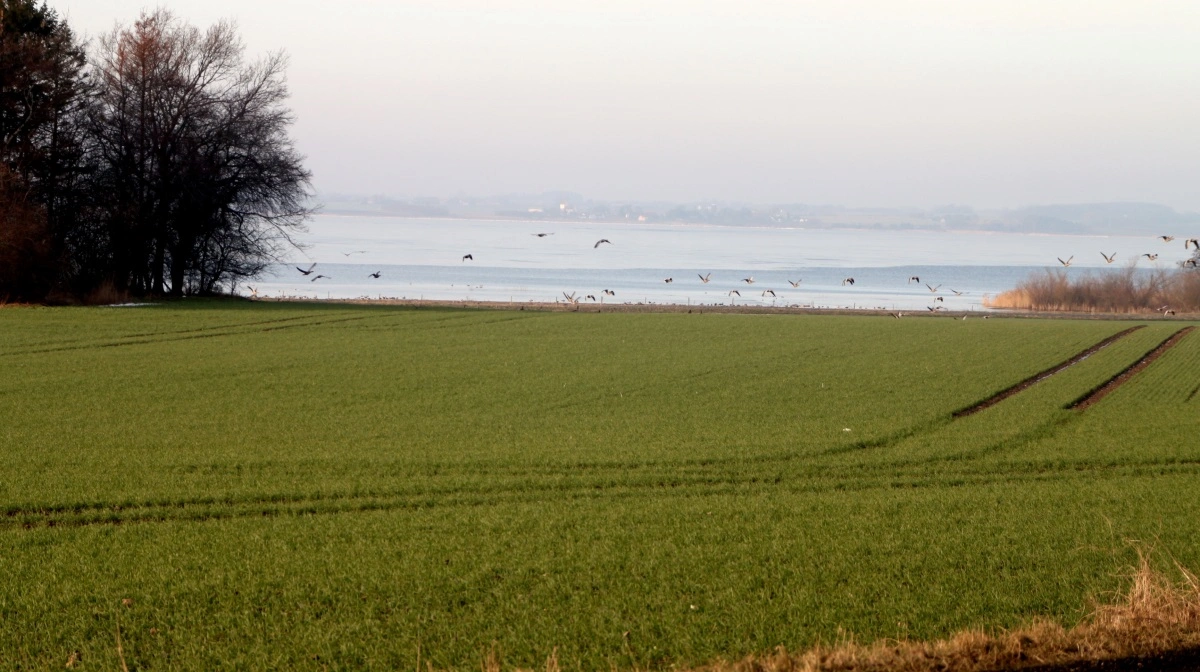 - Der er kræfter, som ønsker dansk landbrug udslettet. Kræfter, som er rundet af kommunismen og andre ideologier, som ønsker ejendomsretten afskaffet og således også selvejet i dansk landbrug, skriver Jens Peter Aggesen i læserbrevet. Arkivfoto