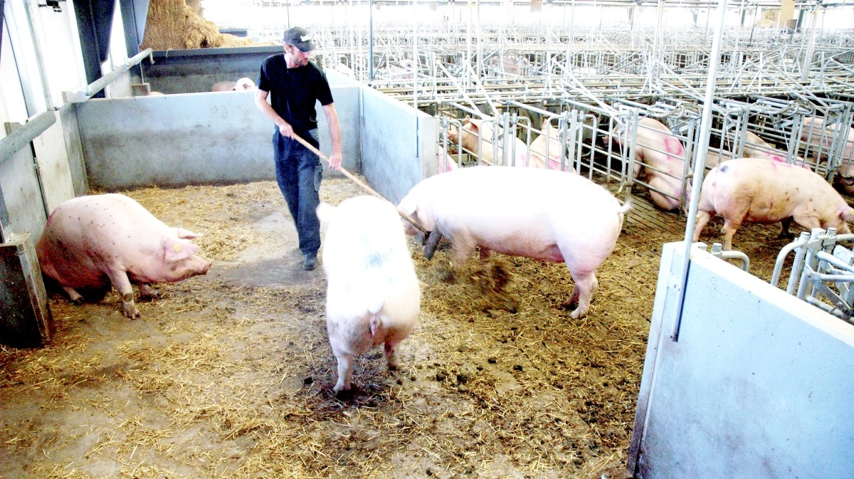 Formand for L&F Gris, H.C. Gæmelke, advarer om, at hvis skjult overvågning og ulovlige optagelser bliver en accepteret metode i den offentlige debat, risikerer det at underminere både arbejdsglæde og tryghed for dem, der passer dyrene. Arkivfoto