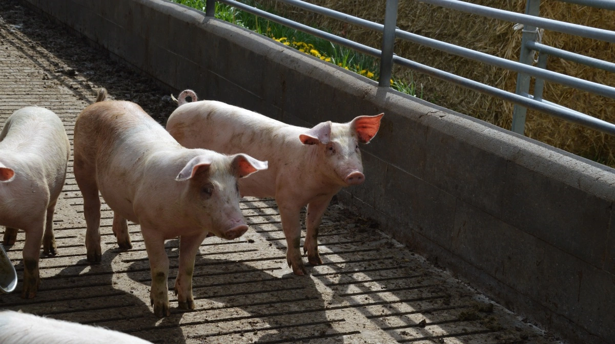 Der er ikke udsigt til en større produktion af svinekød i EU i de kommende ti år, hvis man spørger hos EU-Kommissionen. Snarere tvært imod. Arkivfoto: Camilla Bønløkke