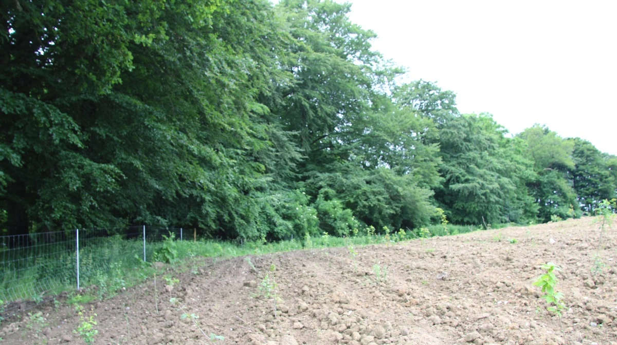 Det er åbenbart ikke så ligetil at få støtte til skovrejsning på gamle landbrugsområder, hvilket en sag fra Bornholm har klarlagt. Arkivfoto