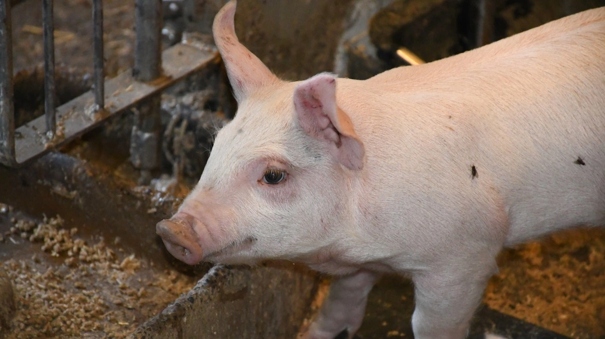 AA Ingredients er en virksomhed, der endnu er i opstartsfasen, men produktudvalget tæller allerede flere typer af protein-koncentrater. Arkivfoto: Camilla Bønløkke