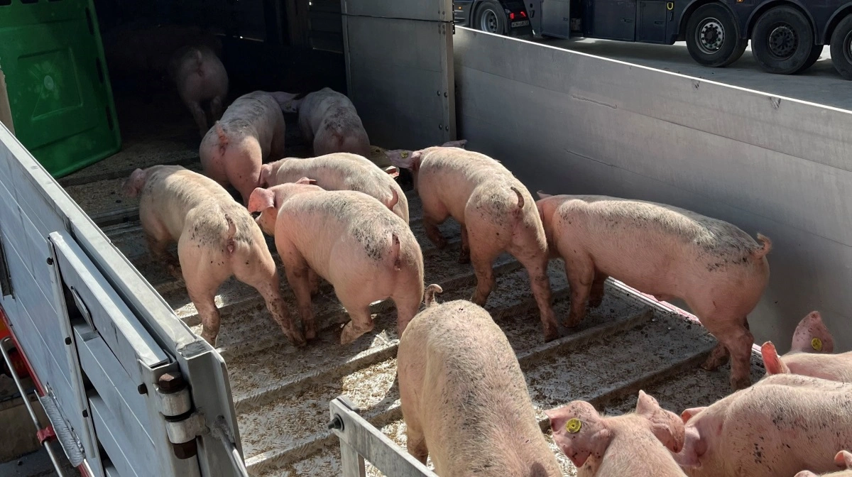 NV-Randers mere end fordobler bundlinjen til 79,1 mio. kr. trods 13 pct. lavere omsætning efter globalt fald i efterspørgsel. Arkivfoto: Jesper Hallgren