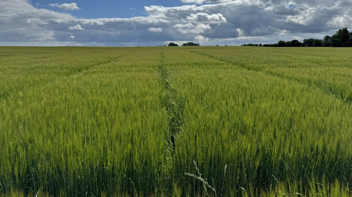 Blandt emnerne er vårbyg – hvordan skabes det bedste såbed, med eller uden plov? Arkivfoto: Kasper Stougaard