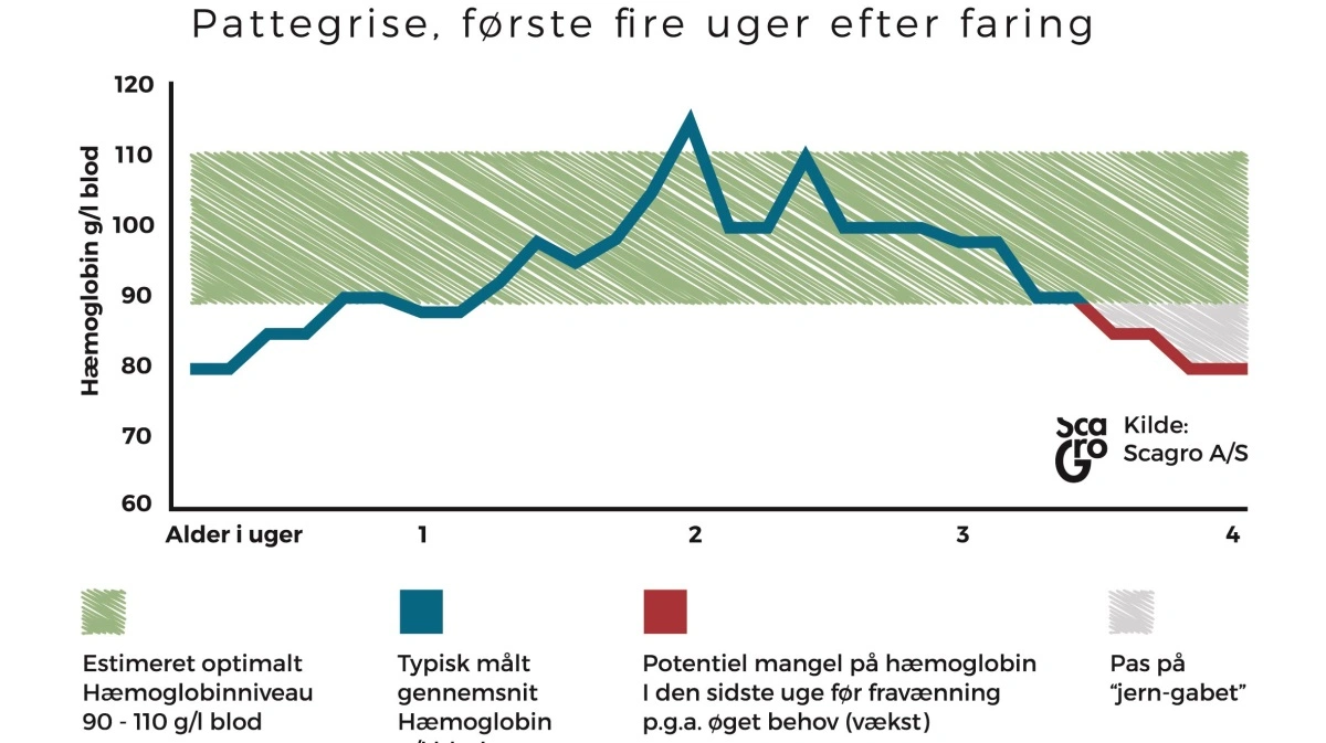 Ifølge Scagro viser nyere viden og praktiske erfaringer, at grisene kan ramme et fald i hæmoglobinniveauet i den sidste uge før fravænning - det såkaldte »iron gap«. Kilde: Scagro