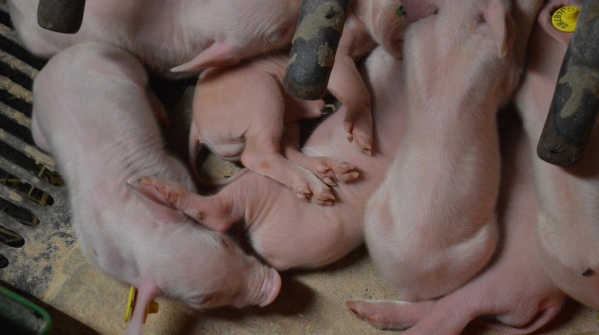 Scagro sætter blandt andet fokus på pattegrisenes jernforsyning frem mod fravænning. Arkivfoto: Camilla Bønløkke