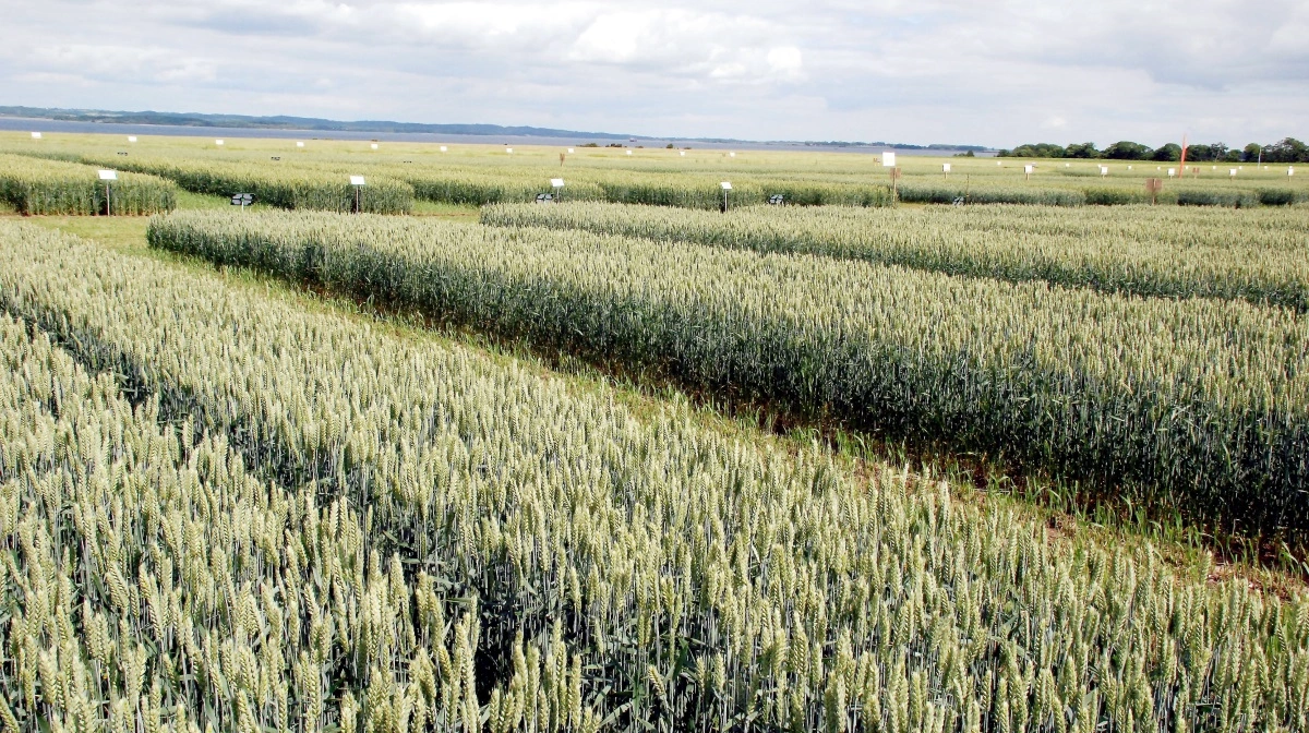 En af de centrale nyskabelser i forskningsprojektet er idéen om kemiske stressbudgetter, inspireret af CO2-budgetter i klimapolitikken. Arkivfoto