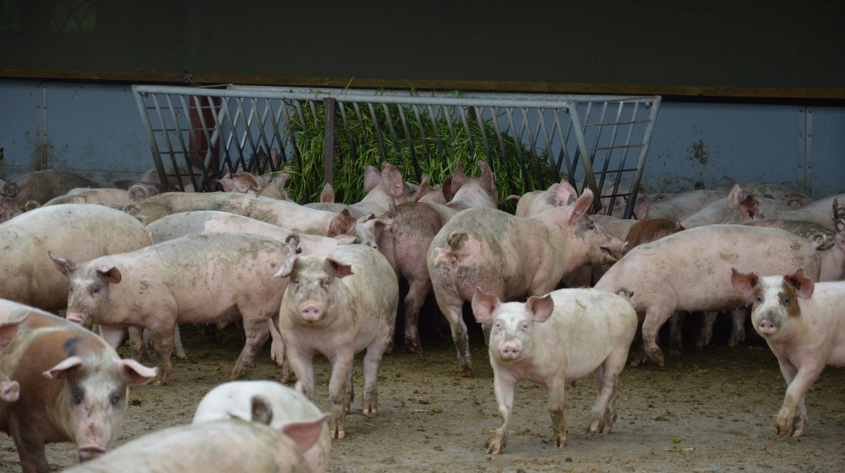 Produktionsdata fra en demonstrationsafprøvning viste, at foderforbrug og daglig tilvækst var lidt bedre i holdene, der fik det lokalt baserede foder, i forhold til grisene der fik standardfoder. Arkivfoto: Camilla Bønløkke