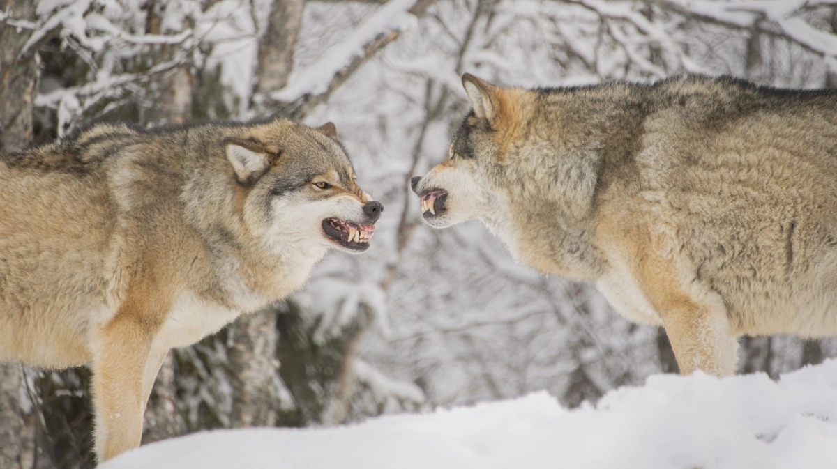I Sverige slås domstol og myndigheder om lovligheden af den reduktion i antallet af ulve, som den svenske regering har bestemt. Foto: Colourbox