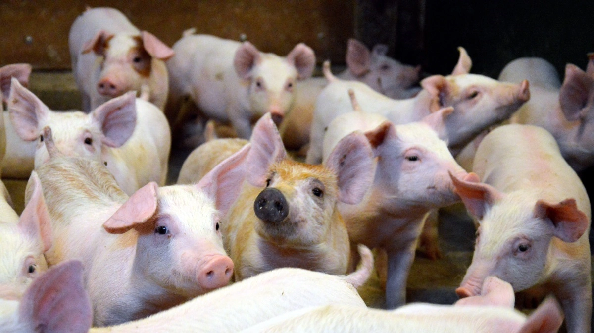 Dyrevelfærd, robuste grise og fremtidens staldsystemer er blandt emnerne i grisedebatten onsdag formiddag.