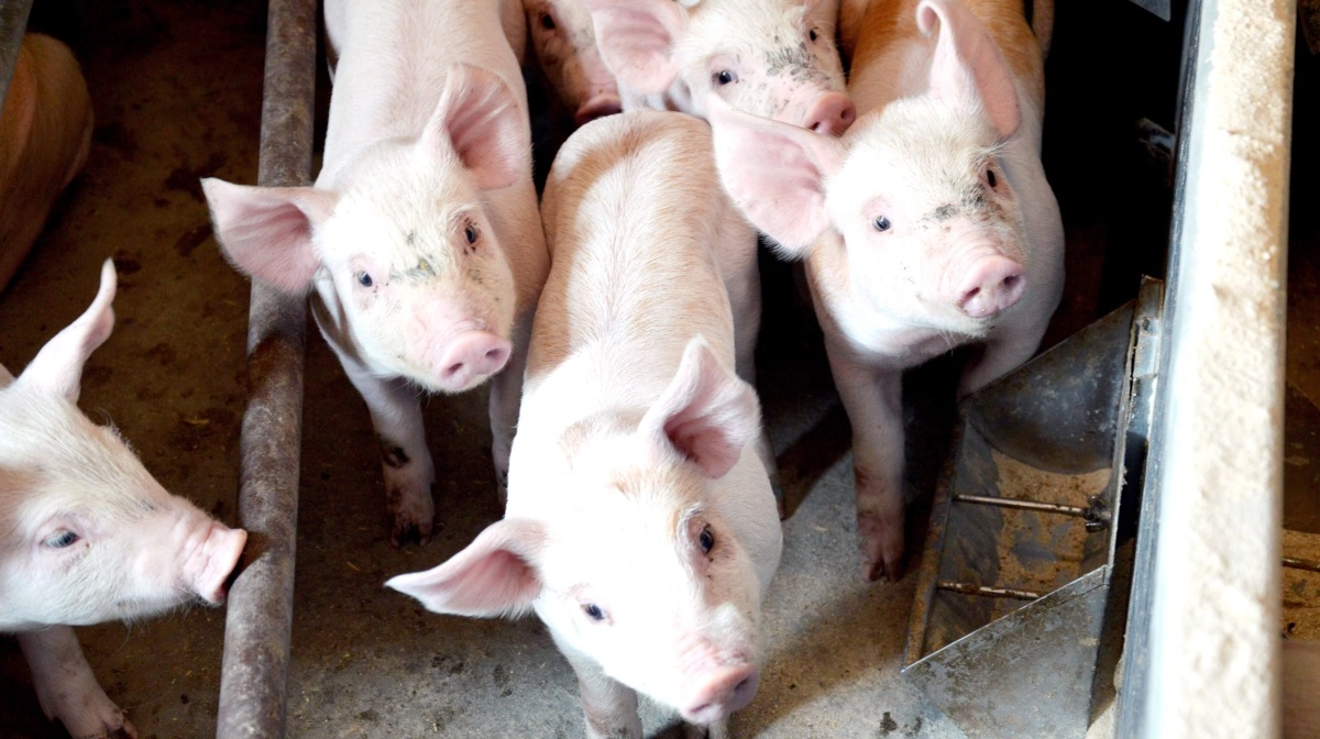 På Scene 2 torsdag klokken 13 kan publikum møde stærke profiler, der giver deres bud på, hvordan vi kan optimere arbejdet, frigøre tid og skabe bedre fokus – især på den lille gris. Arkivfoto: Camilla Bønløkke
