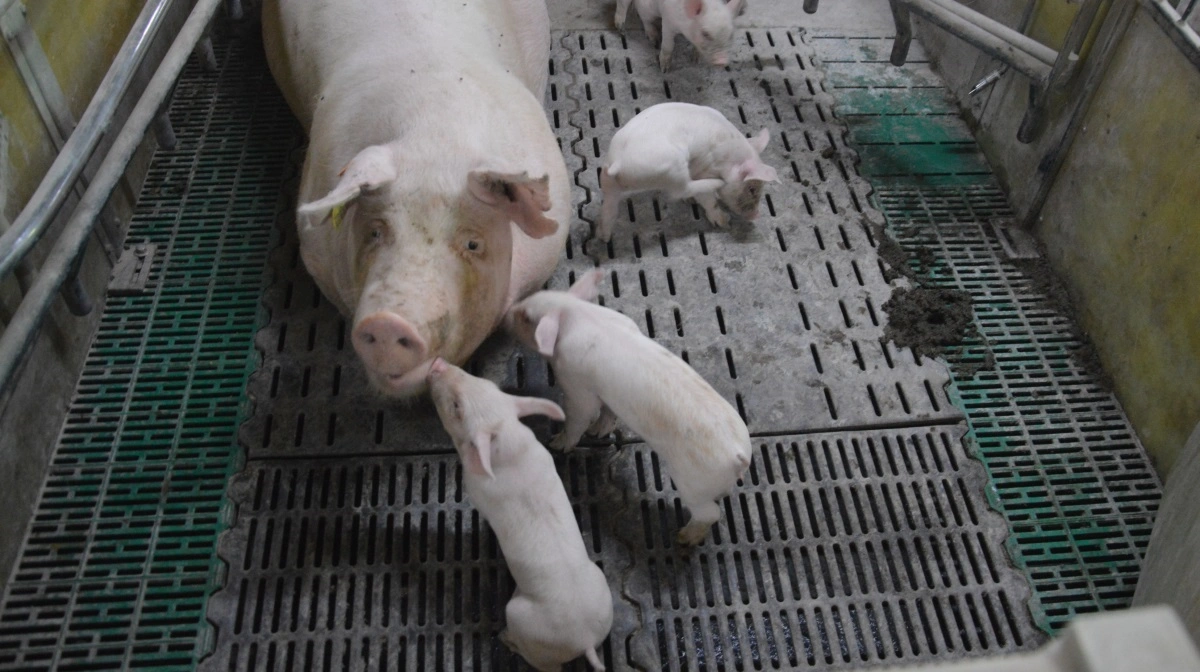 De nye regler betyder, at fiksering af søer fremover kun må ske i få dage omkring faringen, mens kravet om løse søer fuldt ud gælder for nybyggede farestalde. Arkivfoto: Camilla Bønløkke