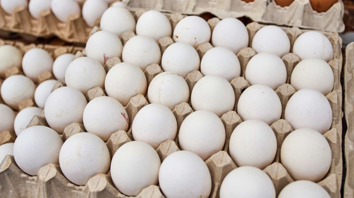 Eksporten af økologiske mejeriprodukter og æg udgår 28 procent af den samlede økologiske eksport. Foto: Colourbox