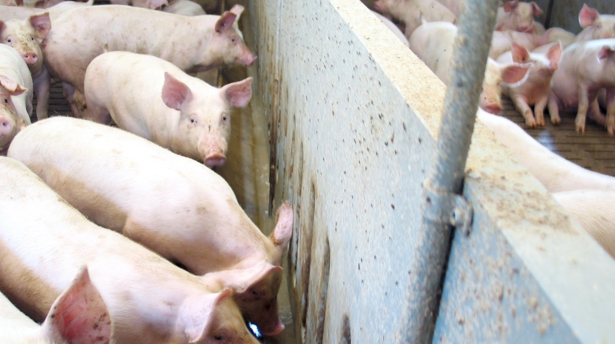 Arkivfoto: Anne Wolfenberg