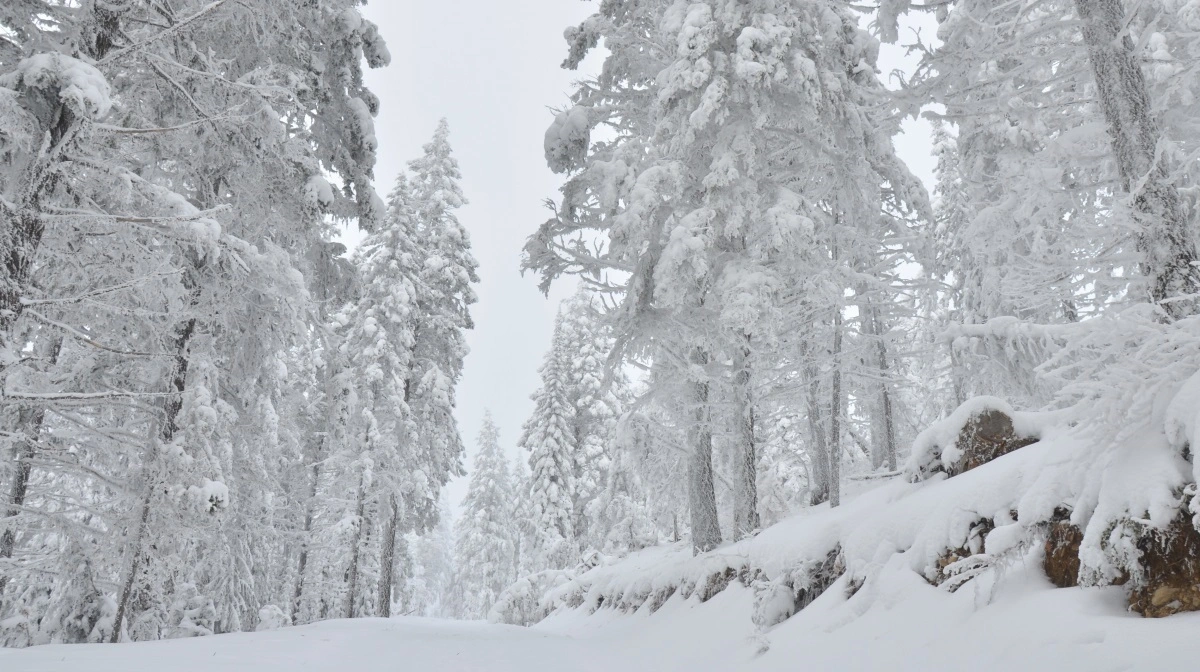 Kombination af storm og massive snemængder har gjort det vanskeligt at rydde op efter stormen Johannes i de svenske skove. Foto: Colourbox