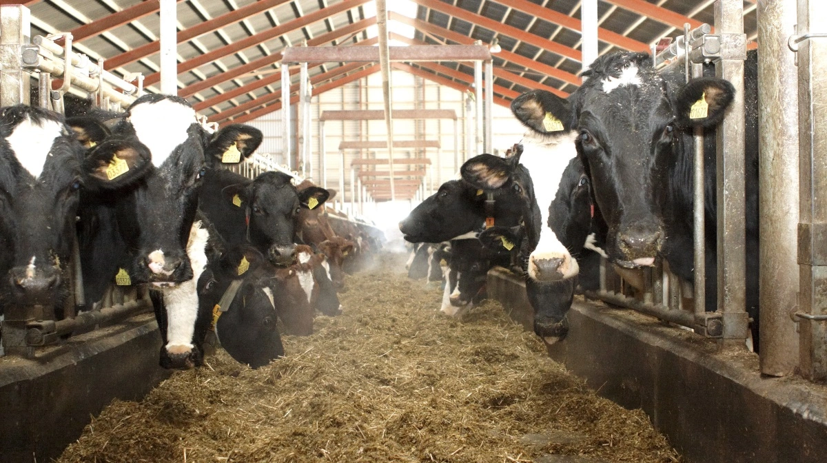 Selvom risikoen for, at vilde fugle i Danmark smitter malkekvæg med fugleinfluenza, er usandsynlig, opfordrer Seges Innovation til, at man er opmærksom. Arkivfoto