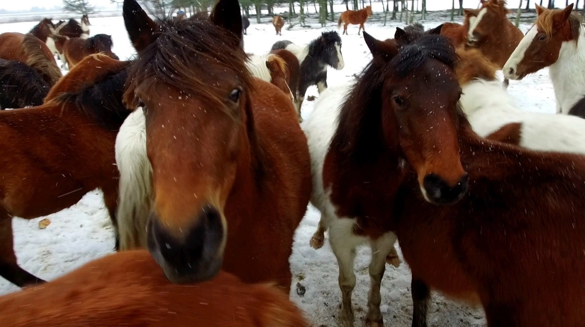 Både fåreavlere og kødkvægsproducenter har ved hjælp af termofotografering dokumenteret, at deres dyr er så godt isolerede, at læskur ikke vurderes nødvendigt. På den baggrund har de opnået dispensation. Men jeg kan ikke få dispensation trods tilsvarende dokumentation, skriver naturplejeren Ulf Nielsen i læserbrevet. Arkivfoto