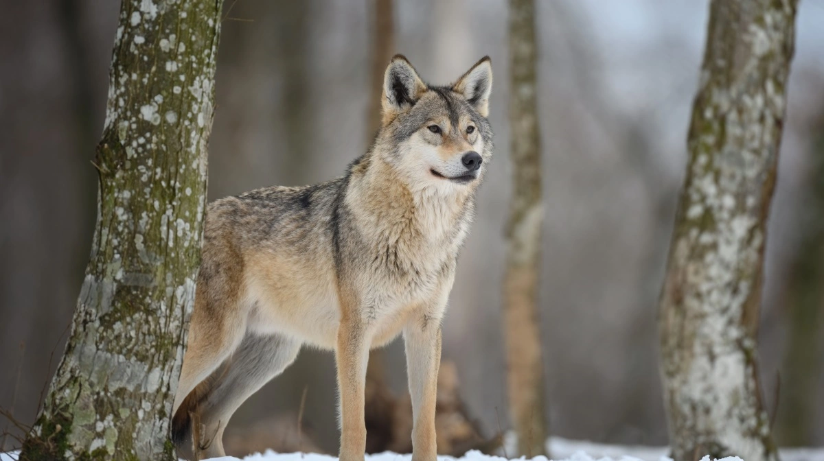 En ulv er blevet lovligt reguleret ved Klosterheden Plantage, efter at den flere gange havde forceret et ulvesikret hegn. Foto: Colourbox