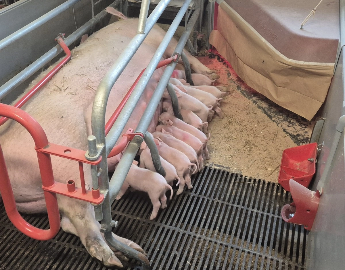 Grisene tilbydes Zoom-foder fra dag tre. De begynder at æde før end Østergaard tidligere har oplevet, og de æder mere. Det betyder at fravænningsvægten er hævet til mindst 7,6 kg pr. gris, hvilket er omkring et halvt kilo mere end tidligere.